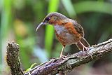 Rusty-cheeked Scimitar-Babbler